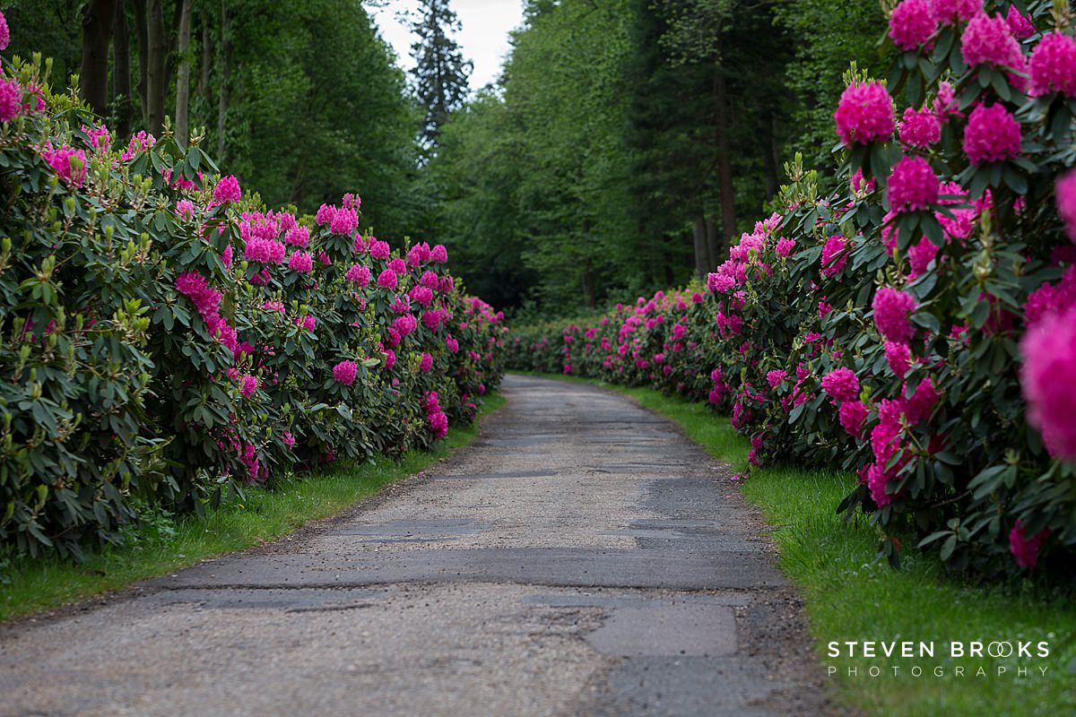 Britain Does Vintage Stody Lodge Norfolk photographer steven brooks photographs rhodendrmdem road at Britain Does Vintage in Norfolk