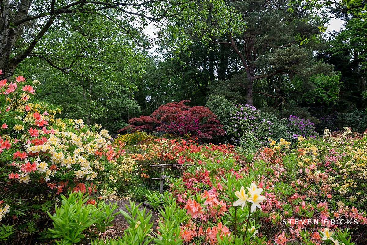 Britain Does Vintage Stody Lodge Norfolk photographer steven brooks photographs a sea of azalea on the Stody Lodge estate in Norfolk