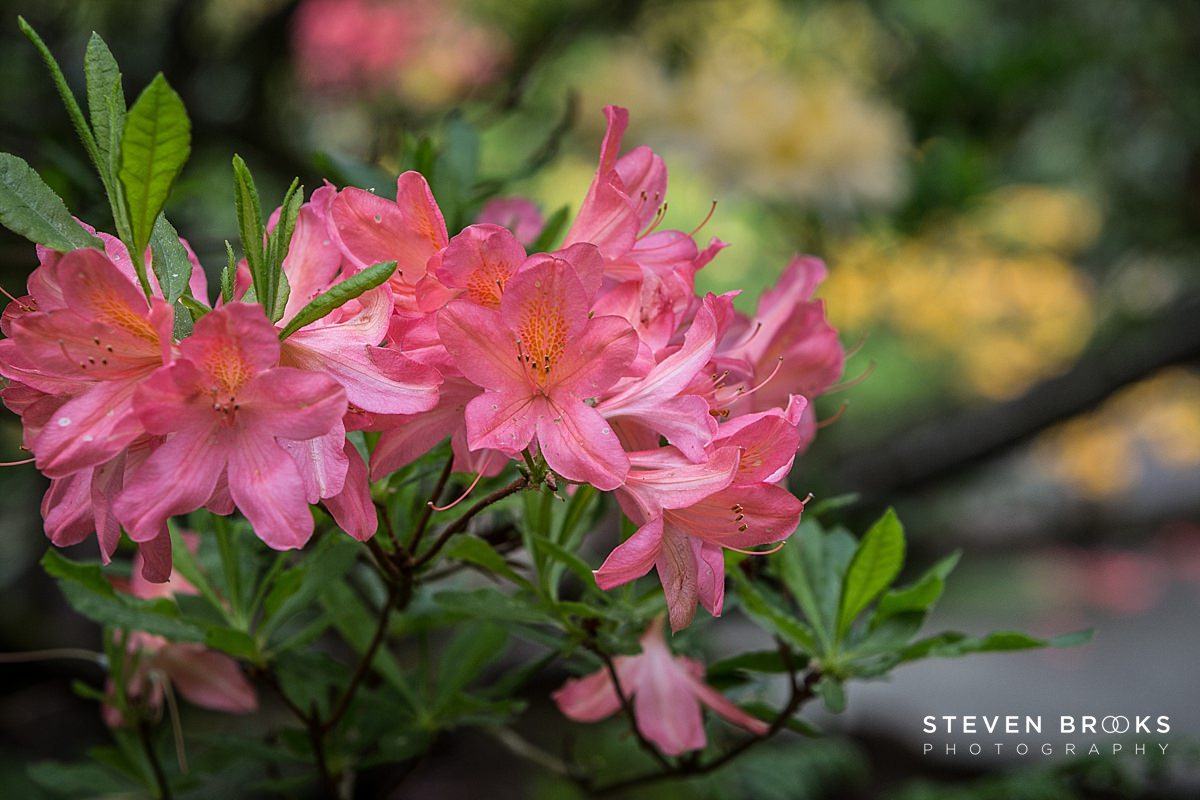 Britain Does Vintage Stody Lodge Norfolk photographer steven brooks photographs a pink azalea in the water garden on the Stody Lodge estate in Norfolk