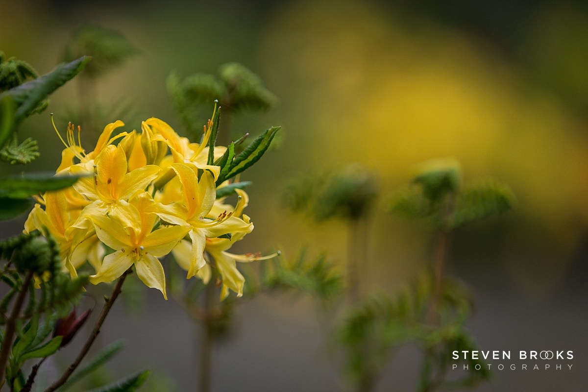 Britain Does Vintage Stody Lodge Norfolk photographer steven brooks photographs a yellow azalea in the water garden on the Stody Lodge estate in Norfolk