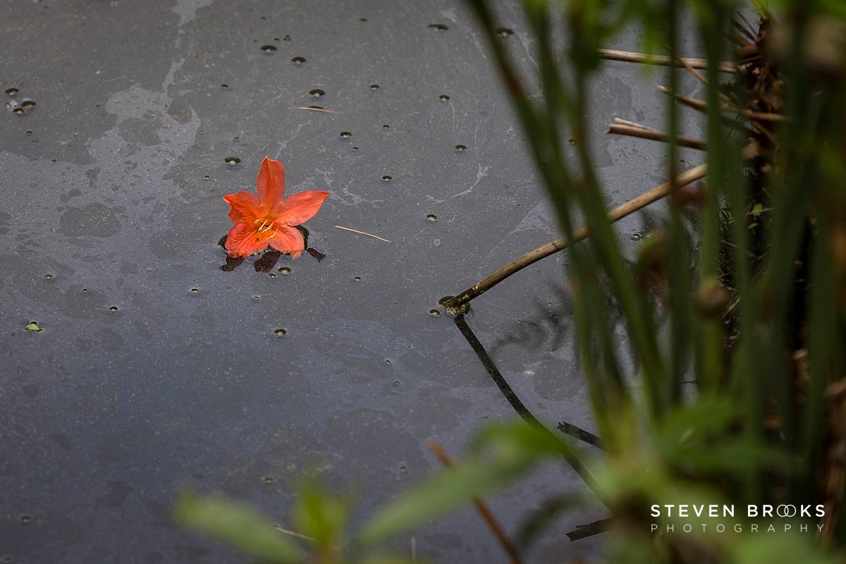 Britain Does Vintage Stody Lodge Norfolk photographer steven brooks photographs an orange azalea in the water garden on the Stody Lodge estate in Norfolk