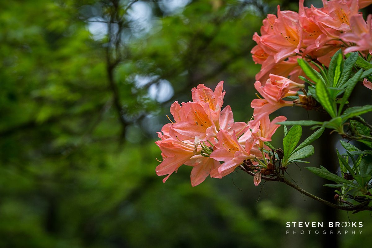 Britain Does Vintage Stody Lodge Norfolk photographer steven brooks photographs a salmon azalea in the water garden on the Stody Lodge estate in Norfolk