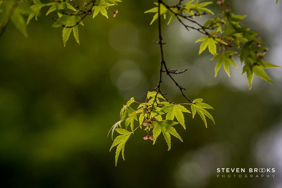 Britain Does Vintage Stody Lodge Norfolk photographer steven brooks photographs an acer leaf in the water garden on the Stody Lodge estate in Norfolk