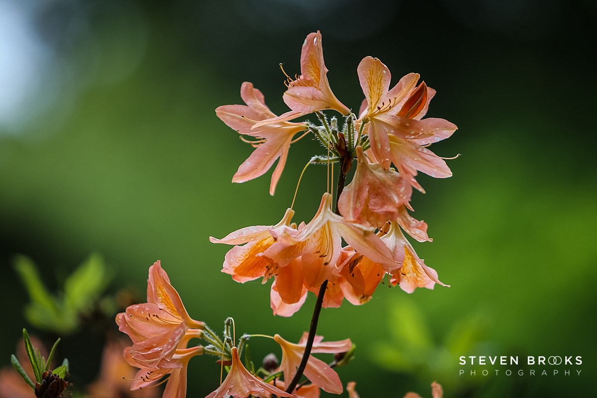 Britain Does Vintage Stody Lodge Norfolk photographer steven brooks photographs a close up of a pink azalea in the water garden on the Stody Lodge estate in Norfolk