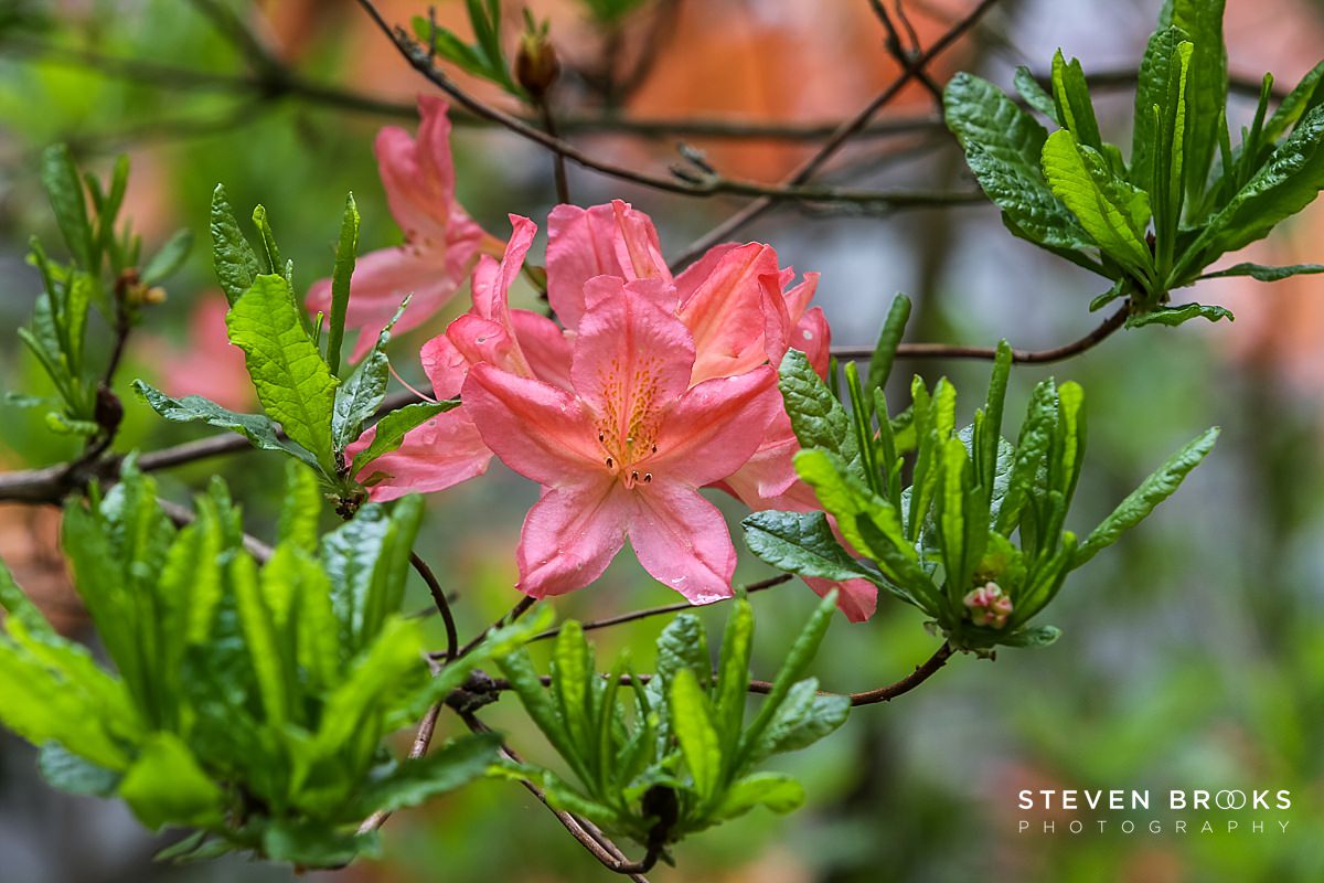 Britain Does Vintage Stody Lodge Norfolk photographer steven brooks photographs a pink azalea in the water garden on the Stody Lodge estate in Norfolk