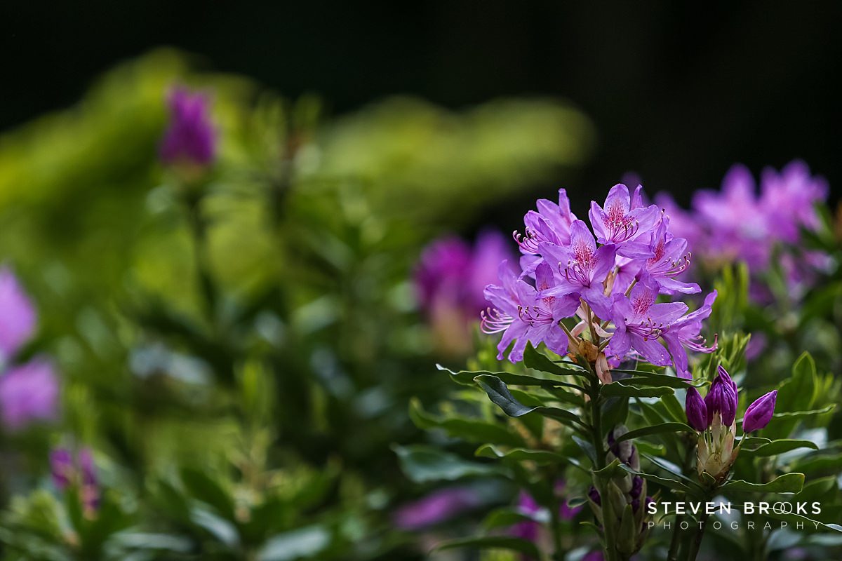 Britain Does Vintage Stody Lodge Norfolk photographer steven brooks photographs a purple rhodedendrom in the water garden on the Stody Lodge estate in Norfolk