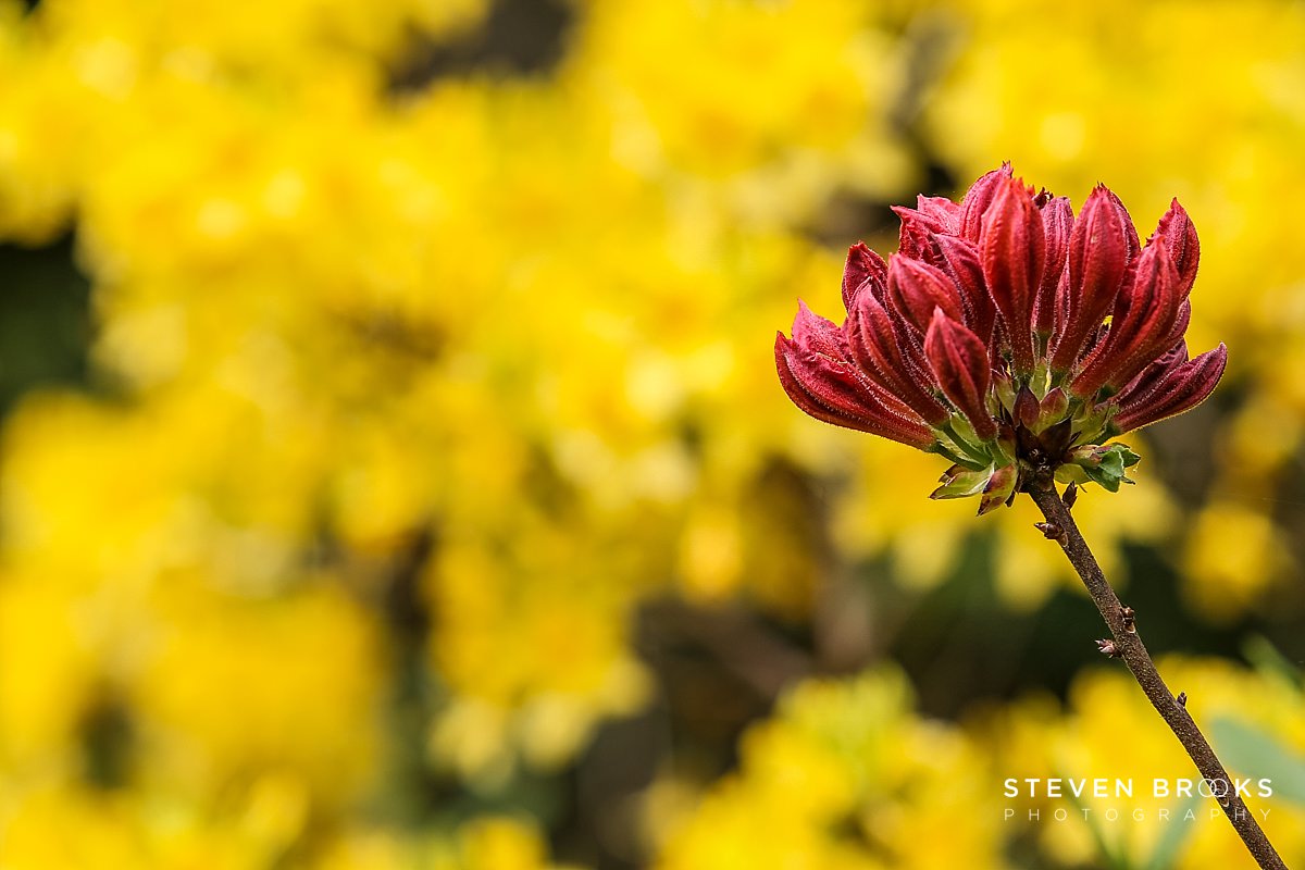 Britain Does Vintage Stody Lodge Norfolk photographer steven brooks photographs a red azalea in the water garden on the Stody Lodge estate in Norfolk