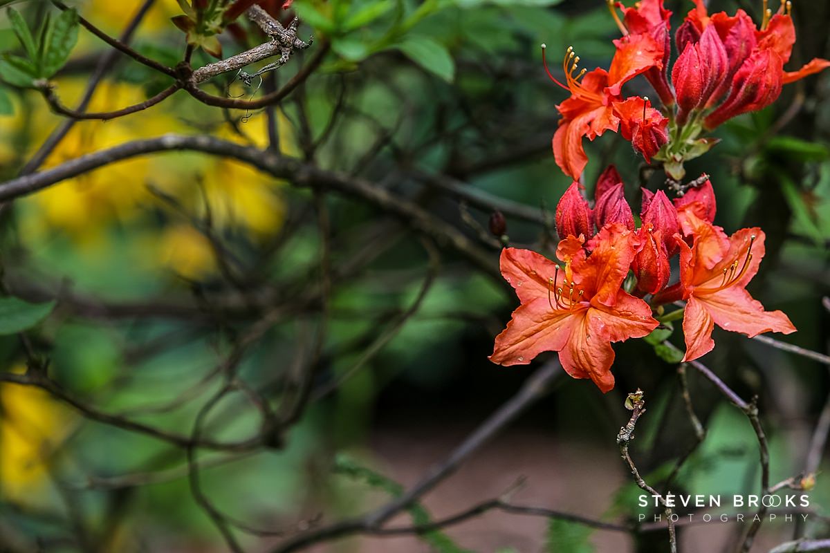 Britain Does Vintage Stody Lodge Norfolk photographer steven brooks photographs a red azalea in the water garden on the Stody Lodge estate in Norfolk