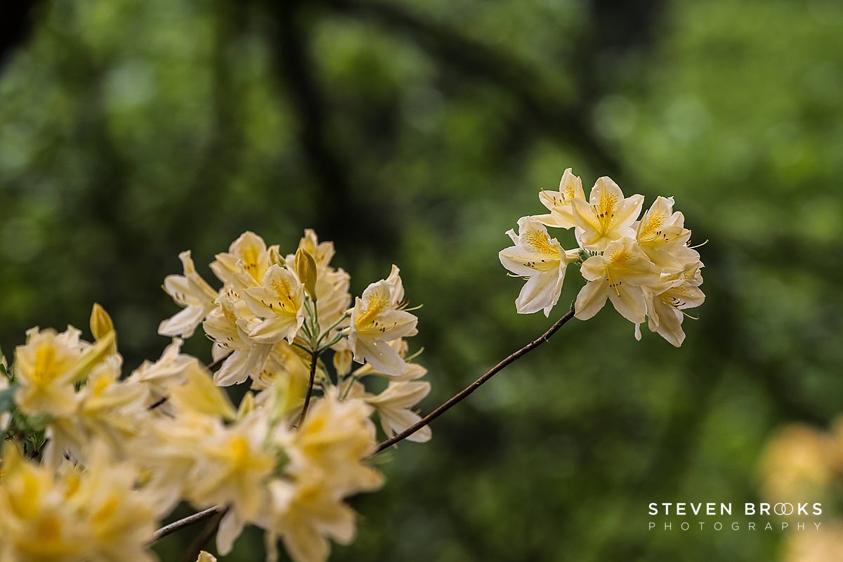 Britain Does Vintage Stody Lodge Norfolk photographer steven brooks photographs a yelloe azalea in the water garden on the Stody Lodge estate in Norfolk