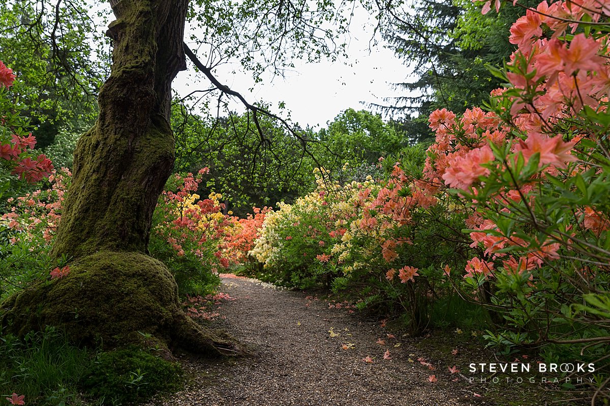 Britain Does Vintage Stody Lodge Norfolk photographer steven brooks photographs a pathway in the azaleas in the water garden on the Stody Lodge estate in Norfolk