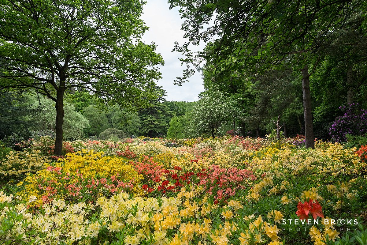 Britain Does Vintage Stody Lodge Norfolk photographer steven brooks photographs a sea azaleas in the water garden on the Stody Lodge estate in Norfolk