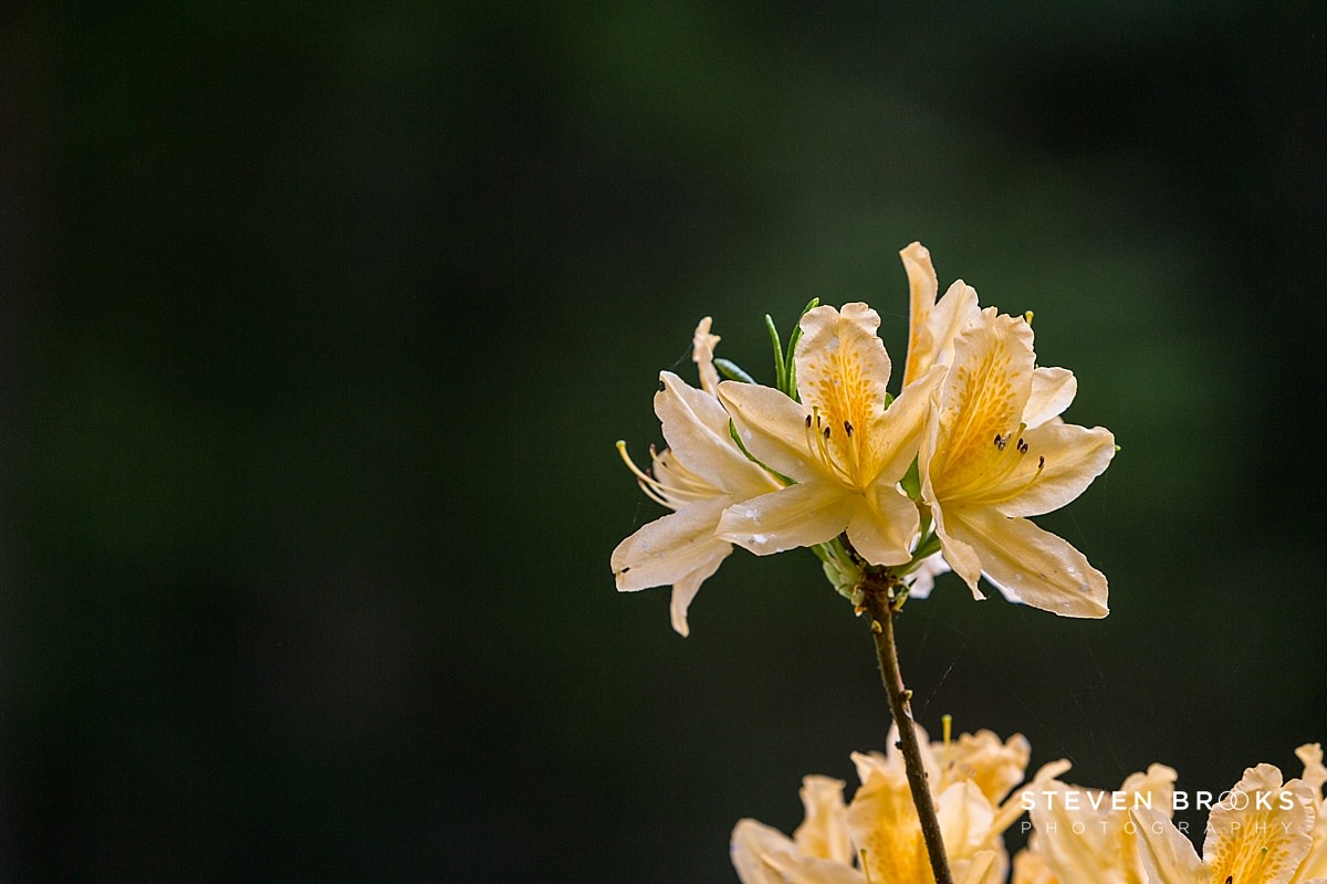 Britain Does Vintage Stody Lodge Norfolk photographer steven brooks photographs a pale yellow azalea in the water garden on the Stody Lodge estate in Norfolk