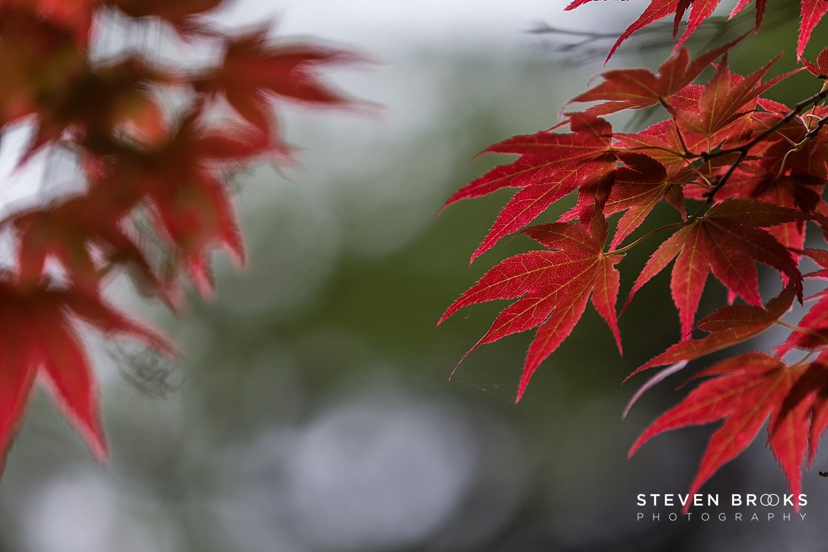 Britain Does Vintage Stody Lodge Norfolk photographer steven brooks photographs a red acer leaf in the water garden on the Stody Lodge estate in Norfolk