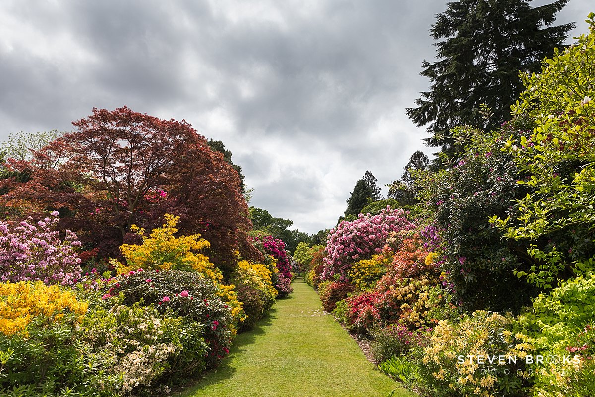 Britain Does Vintage Stody Lodge Norfolk photographer steven brooks photographs an azalea row on the Stody Lodge estate in Norfolk