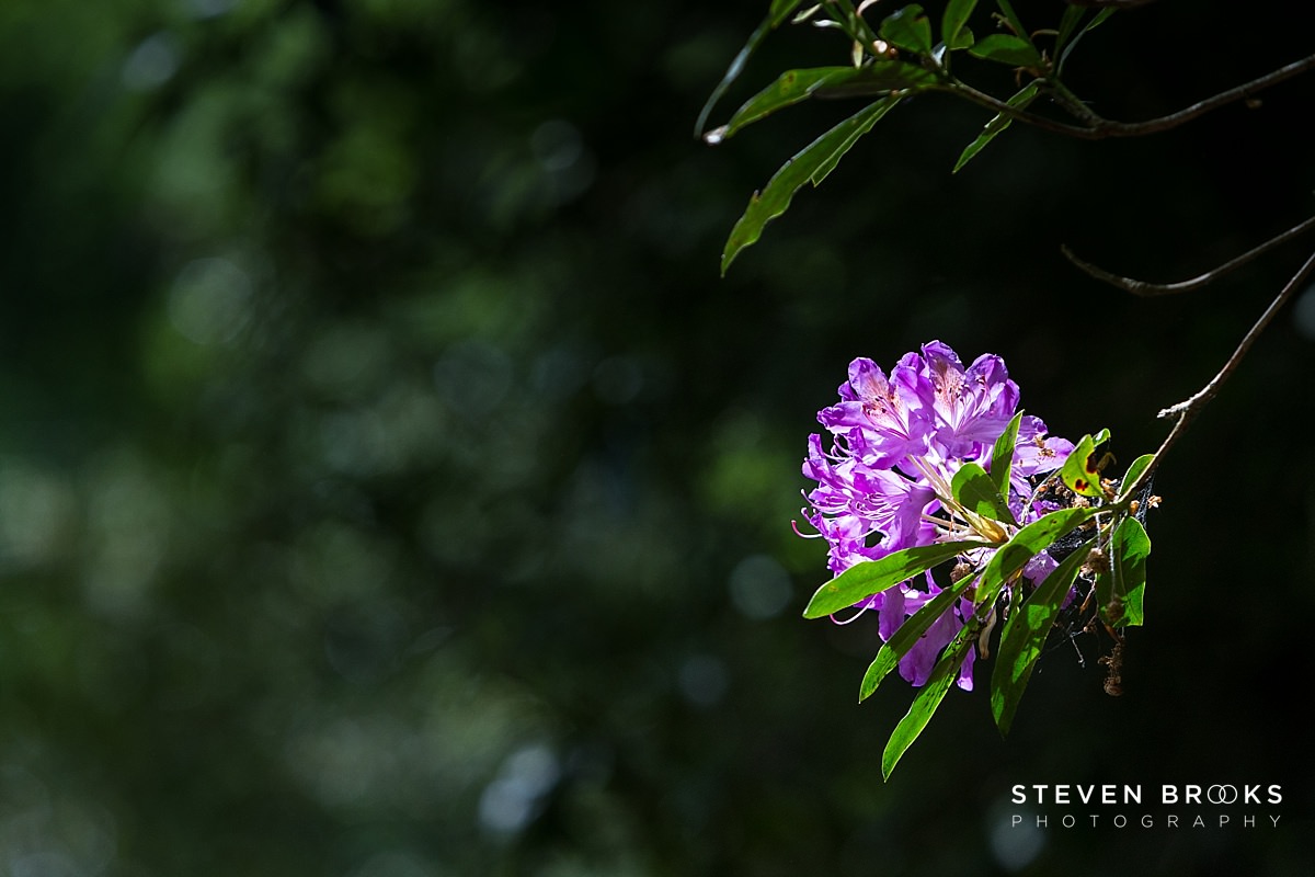 Britain Does Vintage Stody Lodge Norfolk photographer steven brooks photographs a rhodedemdrom bush on the Stody Lodge estate in Norfolk