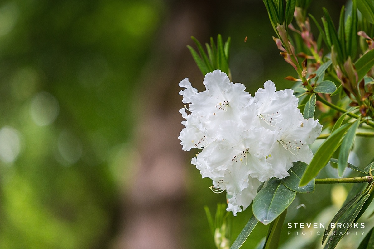 Britain Does Vintage Stody Lodge Norfolk photographer steven brooks photographs awhite rhodedendrom on the Stody Lodge estate in Norfolk