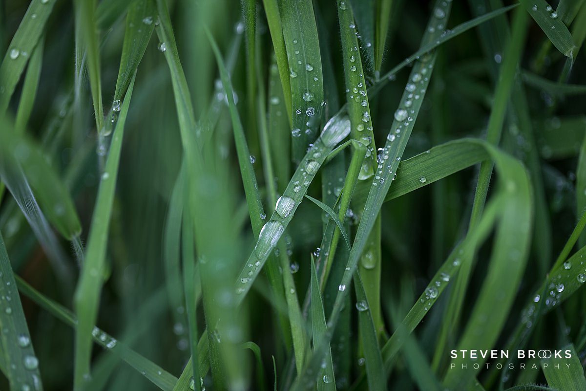 Britain Does Vintage Stody Lodge Norfolk photographer steven brooks photographsraindrops on grass on the Stody Lodge estate in Norfolk