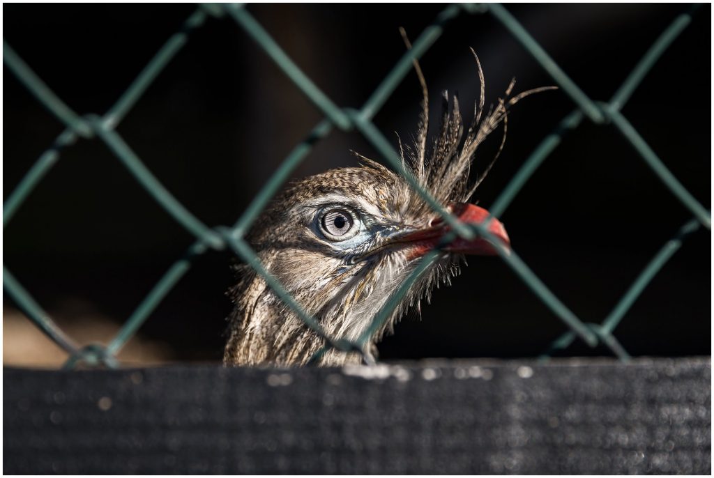 Meagan & Nick: Leeds Castle Meagan & Nick: Leeds Castle